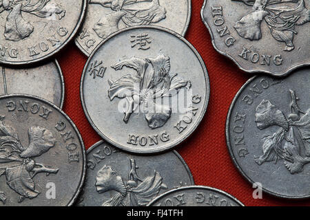 Coins de Hong Kong. Fleurs de Bauhinia blakeana également connu sous le nom de Hong Kong orchid représenté dans le Hong Kong dollar monnaie. Banque D'Images