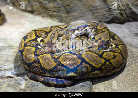 Close up de la lumineuse, Big Snake Banque D'Images