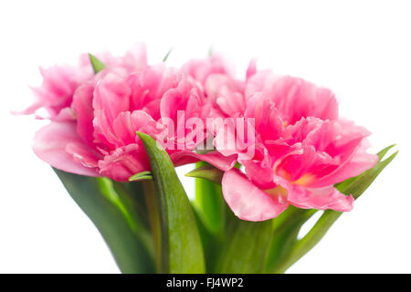 Un bouquet de tulipes roses en fleurs sur fond blanc Banque D'Images