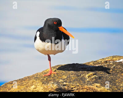 Palaearctic huîtrier pie (Haematopus ostralegus), en appui sur une jambe, de la Norvège, Troms Banque D'Images