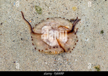 Boussole, méduses méduses à bandes rouges (Chrysaora hysoscella), sur la plage, l'ALLEMAGNE, Basse-Saxe, Frise Orientale, Juist Banque D'Images