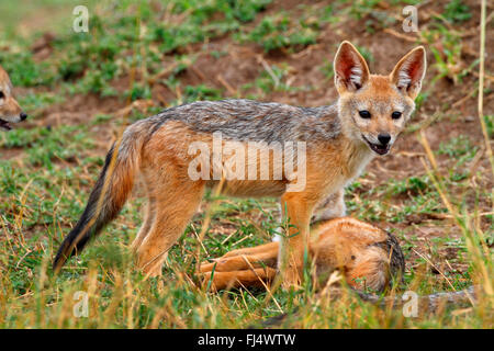 Le chacal à dos noir (Canis mesomelas), l'un couché et un debout chacal à dos noir, Kenya, Masai Mara National Park Banque D'Images