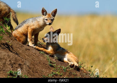 Le chacal à dos noir (Canis mesomelas), deux oursons, Kenya, Masai Mara National Park Banque D'Images