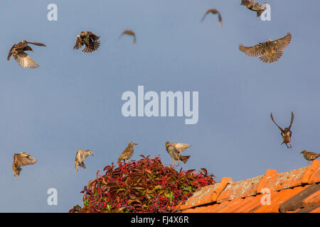 Étourneau sansonnet (Sturnus vulgaris), volant au-dessus d'un toit avec de faux-Virginia creeper, Allemagne Banque D'Images
