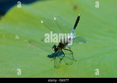 À face blanche à bulbe vert (Leucorrhinia caudalis), homme, Allemagne Banque D'Images