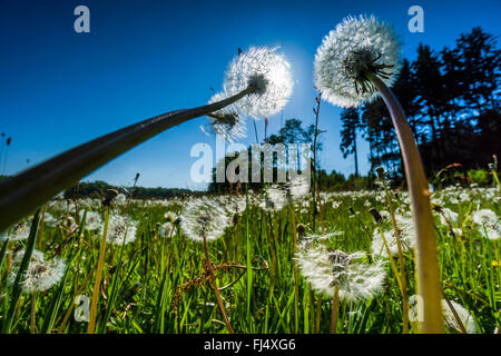 Le pissenlit officinal (Taraxacum officinale), avec tête de fructification fruits libération, l'Allemagne, la Saxe Banque D'Images