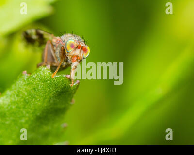 Fly (mouche Tephritis neesii), femelle sur la grande marguerite (Leucanthemum vulgare), Allemagne Banque D'Images