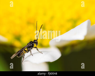 Braconides, braconides (WASP), homme atrator Bracon sur la fleur de oxeye daisy-Leucanthemum vulgare (Allemagne), Banque D'Images