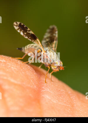 Fly (mouche Tephritis neesii), femelle sur la peau humaine, Allemagne Banque D'Images