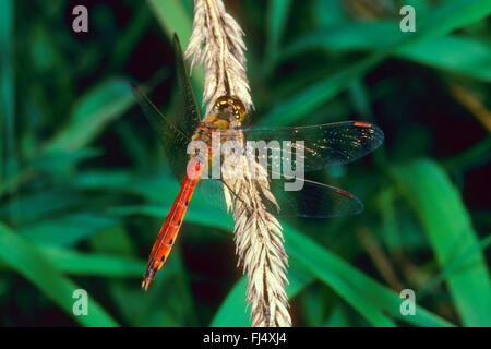 Orientale (Sympetrum sympetrum depressiusculum), homme, Allemagne Banque D'Images