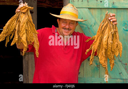 Farmer, fiers de présenter les feuilles de tabac séchées, portrait, Cuba, la Sierra del Rosario Banque D'Images