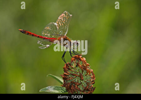 Orientale (Sympetrum sympetrum depressiusculum), homme, Allemagne Banque D'Images