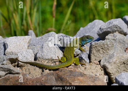 Lézard vert de l'Est européen, lézard vert, lézard émeraude (Lacerta viridis, Lacerta viridis viridis), homme sur la pierre naturelle, l'Allemagne, l'Donauleiten Banque D'Images