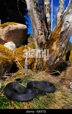 Adder, Viper, commune Politique européenne commune, Viper Viper (Vipera berus), black adder de soleil au printemps, melanistic morph, Allemagne, Forêt Noire, Suedschwarzwald Banque D'Images