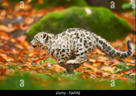 Léopard des neiges (Uncia uncia, Panthera uncia), l'exécution de cub en automne, side view Banque D'Images