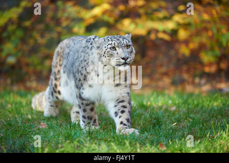 Léopard des neiges (Uncia uncia, Panthera uncia), snow leopard femme marcher dans un pré en automne Banque D'Images
