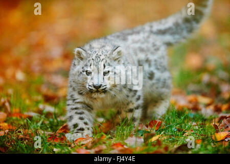 Léopard des neiges (Uncia uncia, Panthera uncia), Cub marcher dans un pré en automne Banque D'Images