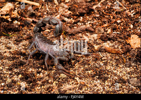 Fattailed, scorpion scorpion à queue Grasse (Androctonus mauritanicus), à l'affût, Maroc Banque D'Images
