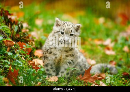 Léopard des neiges (Uncia uncia, Panthera uncia), Cub assis dans un pré en automne Banque D'Images