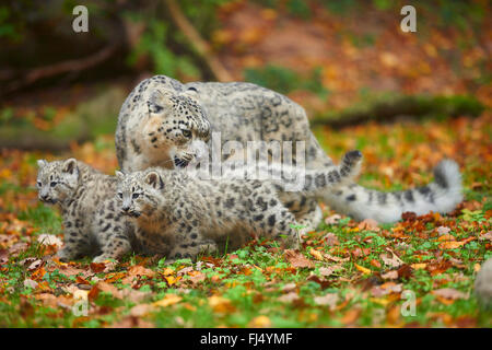 Léopard des neiges (Uncia uncia, Panthera uncia), leopardesses avec deux jeunes Banque D'Images