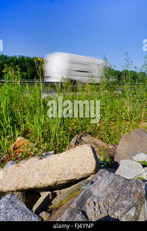 Lézard vert de l'Est européen, lézard vert, lézard émeraude (Lacerta viridis, Lacerta viridis viridis), homme de soleil sur un tas de pierres sur la route, l'Allemagne, l'Donauleiten Banque D'Images