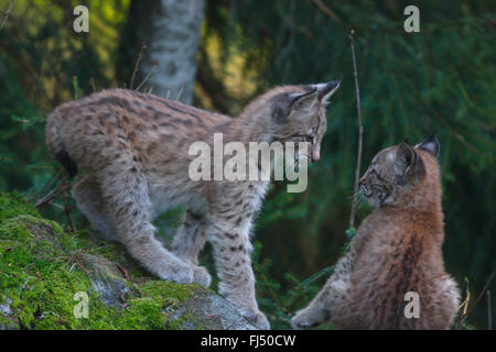 Le lynx eurasien (Lynx lynx), deux oursons jouant, Allemagne, Bavière, Parc National de la Forêt bavaroise Banque D'Images