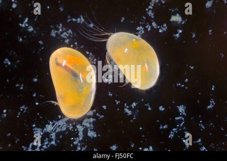 Cyprinotus (ostracodes, incongruens Heterocypris incongruens), deux des ostracodes, Allemagne Banque D'Images