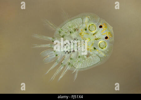 (Argulus foliaceus pou de la carpe), poisson parasite, Allemagne Banque D'Images