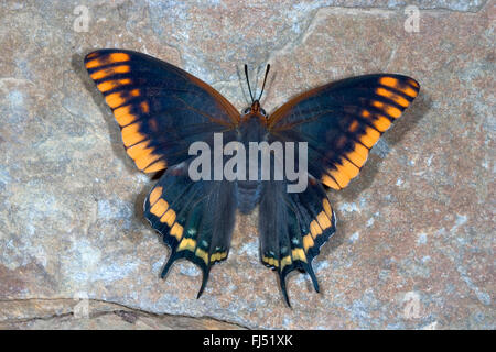 Pacha à deux queues, Foxy Charaxes jasius (Empereur), est assis sur une pierre Banque D'Images