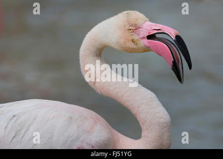 Flamant rose (Phoenicopterus roseus, Phoenicopterus ruber roseus), portrait, side view Banque D'Images