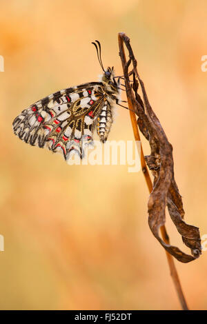 Festoon espagnol, le sud de festoon (Zerynthia rumina), à la plante desséchée Banque D'Images