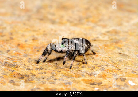 Jumping spiders, Regal thomisidae (Phidippus regius), homme Banque D'Images