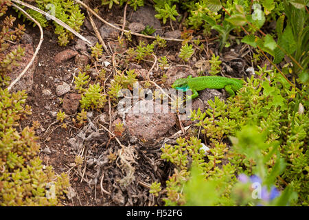 Western Green Lizard, lézard vert (Lacerta bilineata, Lacerta viridis bilineata), homme, Allemagne, Bade-Wurtemberg, Kaiserstuhl Banque D'Images