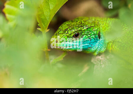 Western Green Lizard, lézard vert (Lacerta bilineata, Lacerta viridis bilineata), portrait d'un homme, Allemagne, Bade-Wurtemberg, Kaiserstuhl Banque D'Images