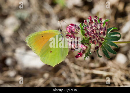 (Gonepteryx cleopatra Cleopatra butterfly), homme à Anthyllis Banque D'Images