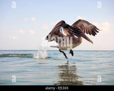 Pélican brun (Pelecanus occidentalis), juvénile prend son essor, Mexique, Yucatan Banque D'Images