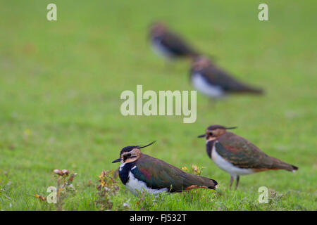 Le nord de sociable (Vanellus vanellus), les oiseaux adultes en plumage eclpse dans un pré, Allemagne, Schleswig-Holstein Banque D'Images