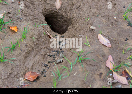 Lapin de garenne (Oryctolagus cuniculus), entrée à la tanière avec spoors, Allemagne, Bavière, Niederbayern, Basse-Bavière Banque D'Images