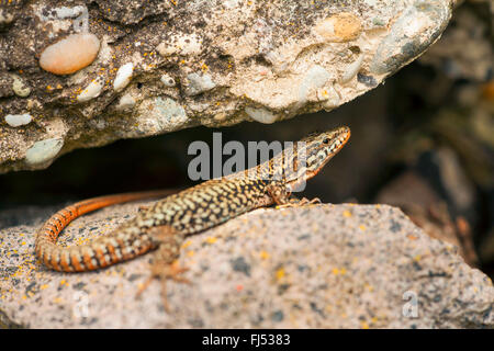 Lézard des murailles (Podarcis muralis, Lacerta muralis), sur une pierre, l'Allemagne, Bade-Wurtemberg, Kaiserstuhl Banque D'Images