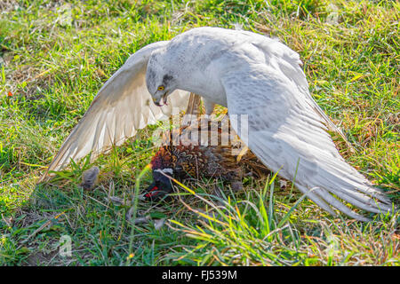 L'Autour des palombes (Accipiter gentilis), albino pris un faisan Banque D'Images