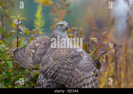 L'Autour des palombes (Accipiter gentilis), l'homme est assis sur un arbuste, Allemagne, Bavière, Niederbayern, Basse-Bavière Banque D'Images