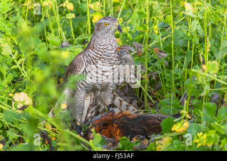 L'Autour des palombes (Accipiter gentilis), pris un faisan, Allemagne, Bavière, Niederbayern, Basse-Bavière Banque D'Images