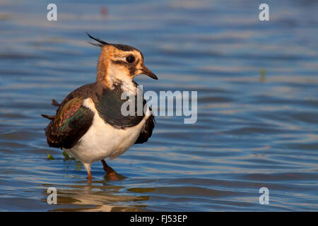 Le nord de sociable (Vanellus vanellus), d'oiseaux adultes en plumage éclipse debout dans l'eau peu profonde, l'Allemagne, Schleswig-Holstein Banque D'Images