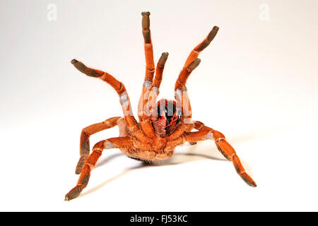 King baboon spider, King baboon tarantula (Pelinobius muticus, Citharischius crawshayi), en posture de défense avec des chélicères Banque D'Images