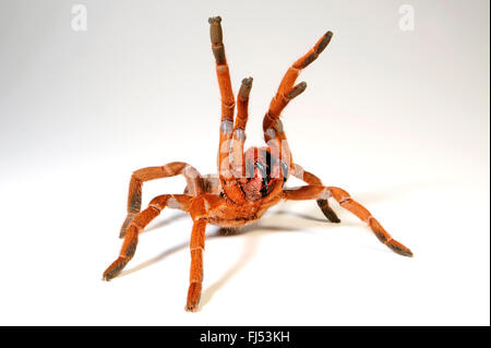 King baboon spider, King baboon tarantula (Pelinobius muticus, Citharischius crawshayi), en posture de défense avec des chélicères Banque D'Images