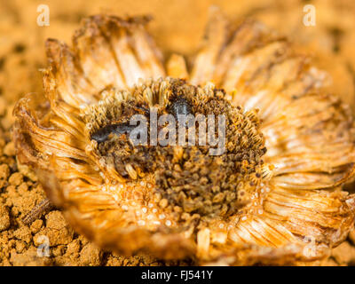 Fly (mouche Tephritis neesii), les pupes dans le anthodium de la grande marguerite (Leucanthemum vulgare), Allemagne Banque D'Images