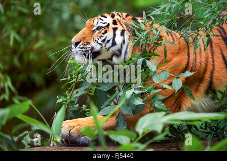 Tigre de Sibérie, Amurian tigre (Panthera tigris altaica), portrait Banque D'Images