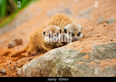 À queue fine, suricate (Suricata suricatta) suricates, deux jeunes Banque D'Images