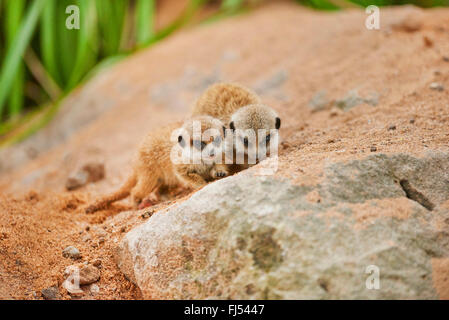 À queue fine, suricate (Suricata suricatta) suricates, deux jeunes Banque D'Images