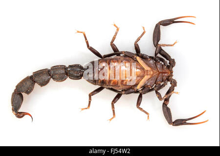 Fattailed, scorpion scorpion à queue Grasse (Androctonus mauritanicus), homme couché sur le dos, Maroc Banque D'Images